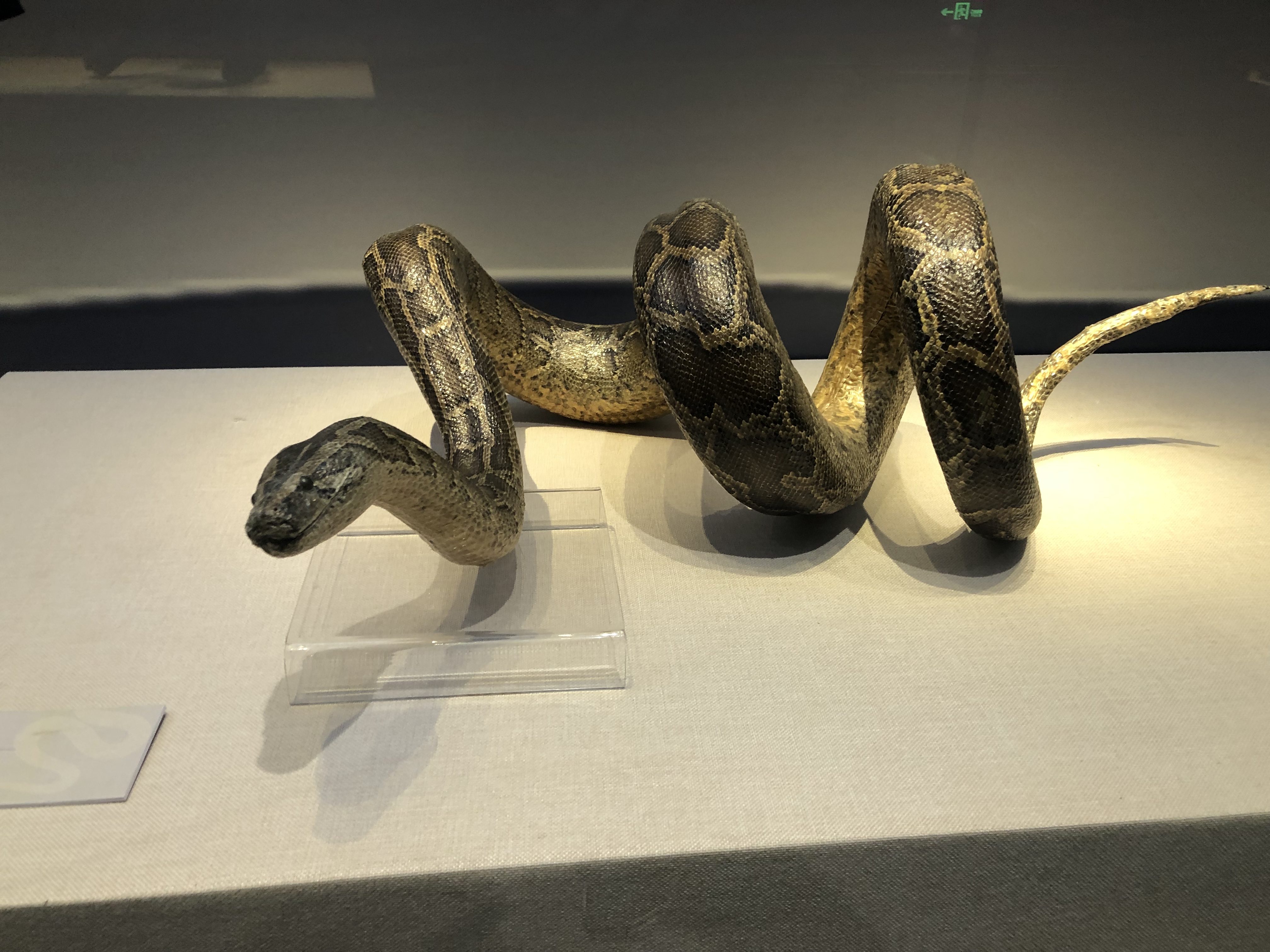 2025澳门灵蛇专区(今天晚上澳门三兔羊蛇王)