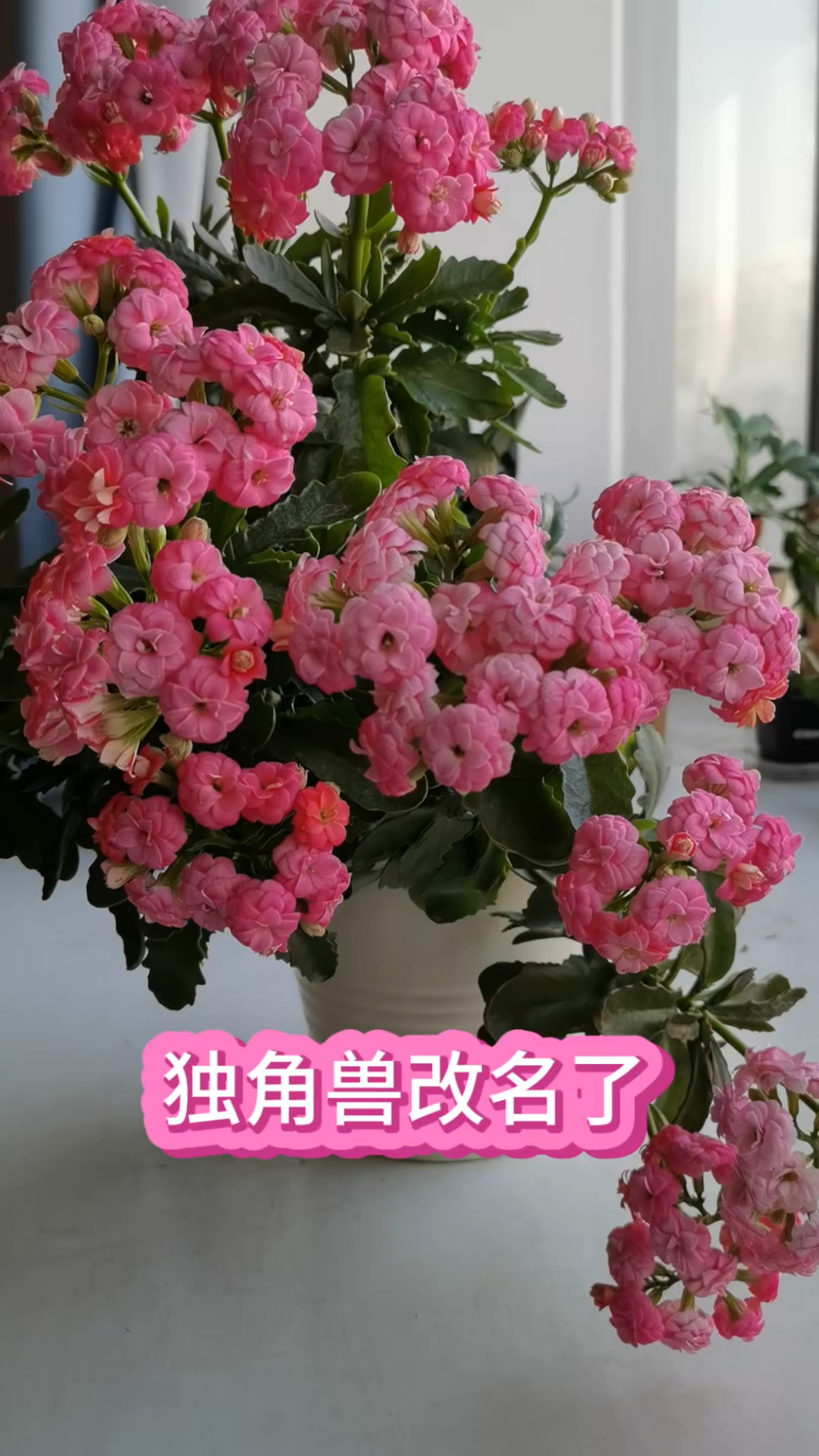 长寿花独角兽改名叫落樱,更有诗意了