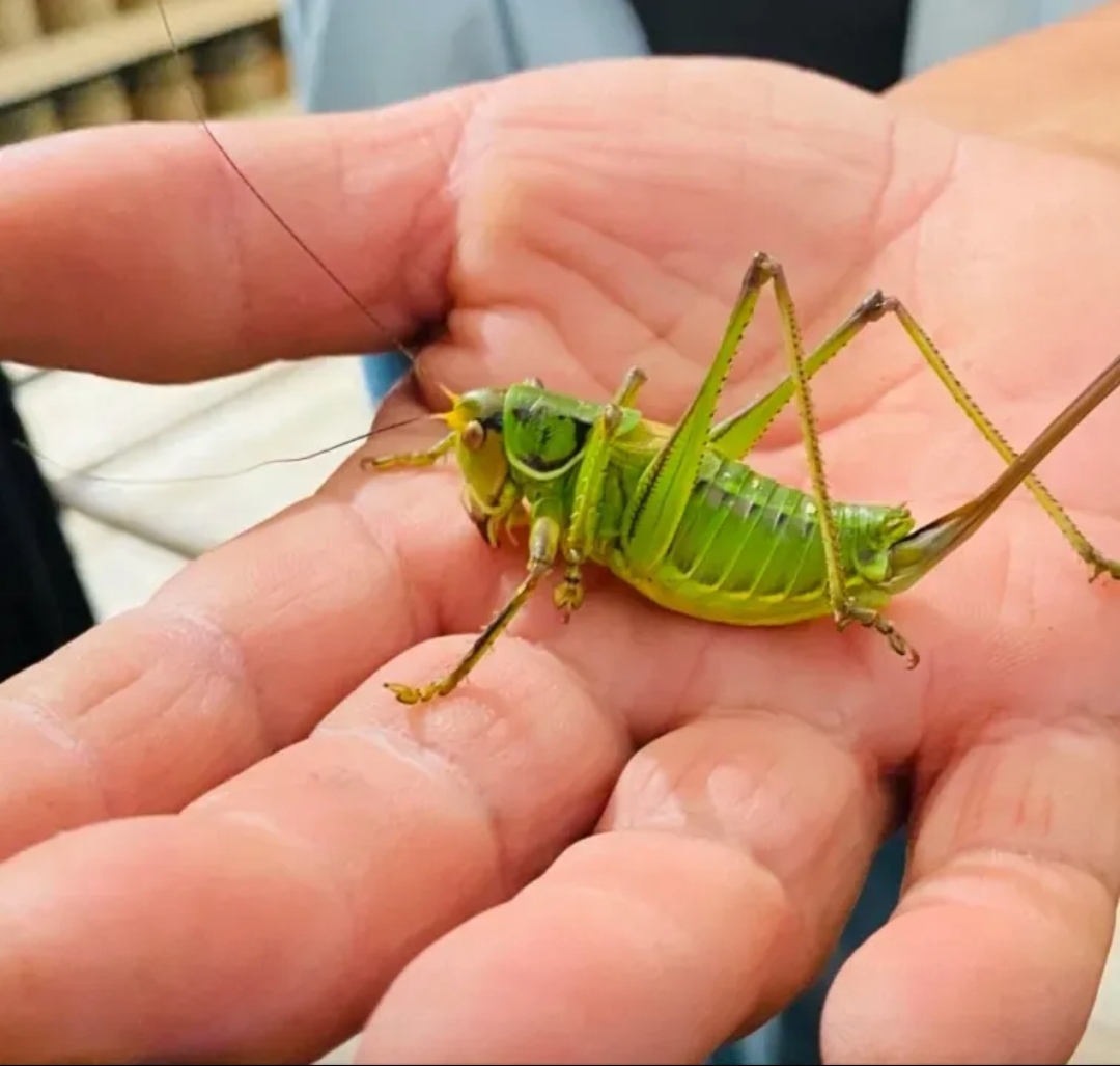 它体型长相跟蝈蝈完全一样,就是身后长了个尾巴