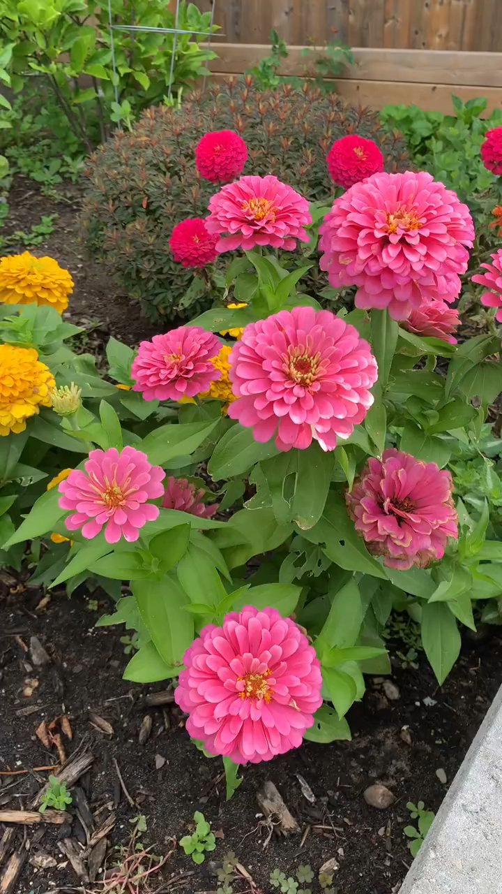 百日草种子,百日菊越长越大,百日草种子的种植花海