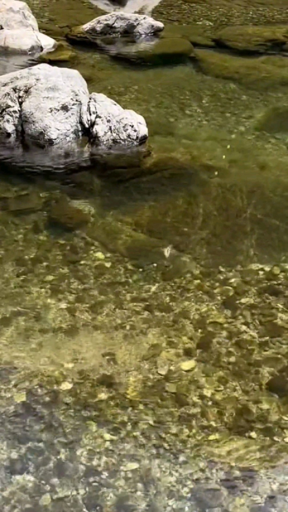 这就是我家乡的小河,河水清澈,里面的鱼儿鲜美可口