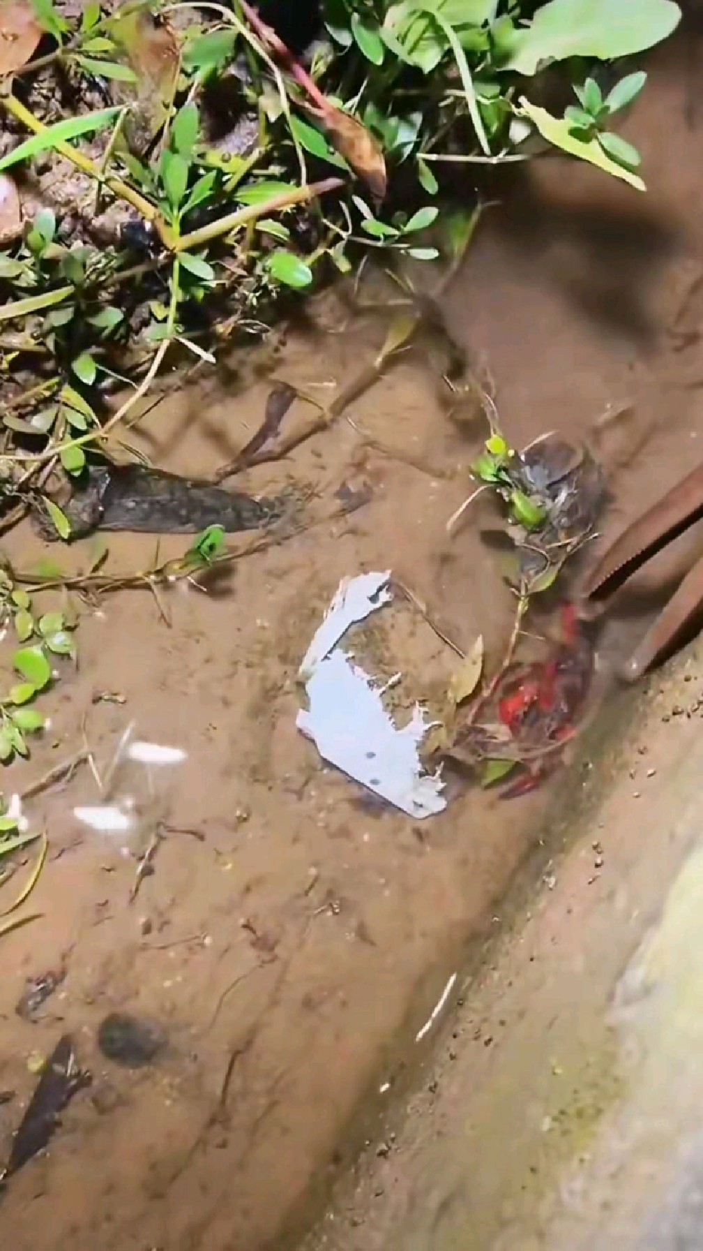 抓小龙虾原来这么简