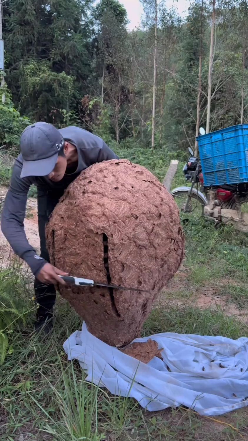 这是什么马蜂窝?能吃吗?