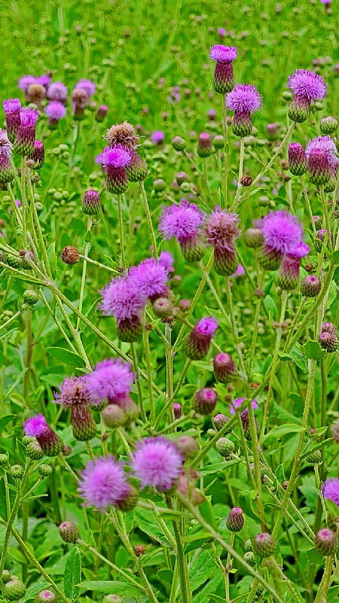 小蓟 每天认识一味本草 《本草纲目》草部 根及地上部分入药