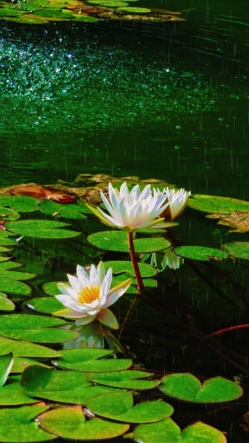 睡莲 又名子午莲 每天认识一味本草 花入药 夏季采收《中华本草》