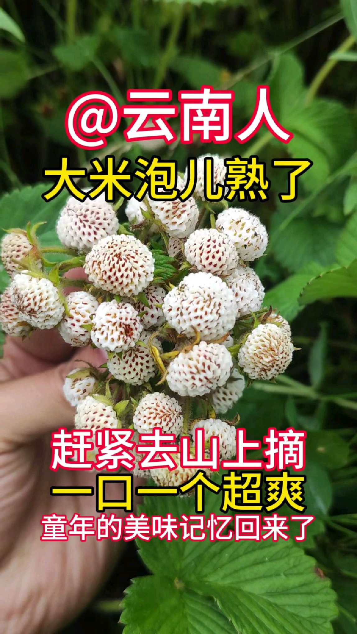 云南昭通镇雄人,大米泡儿熟了!