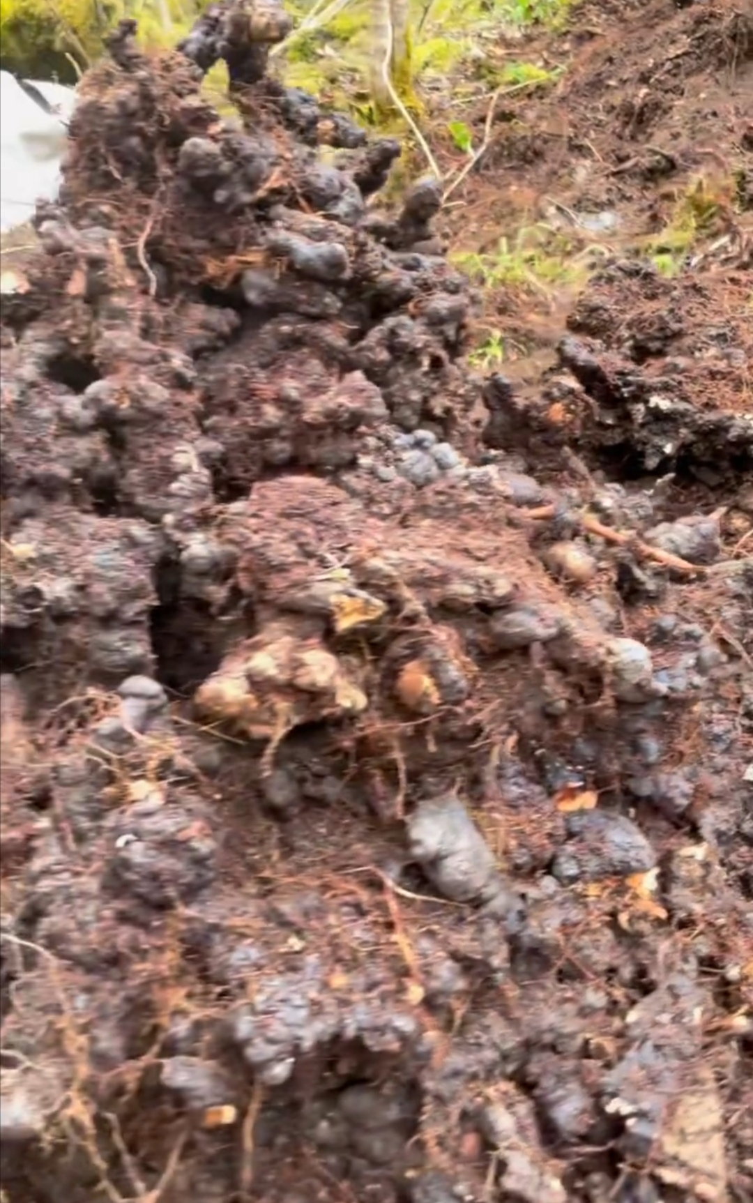 猪苓栽培新技术