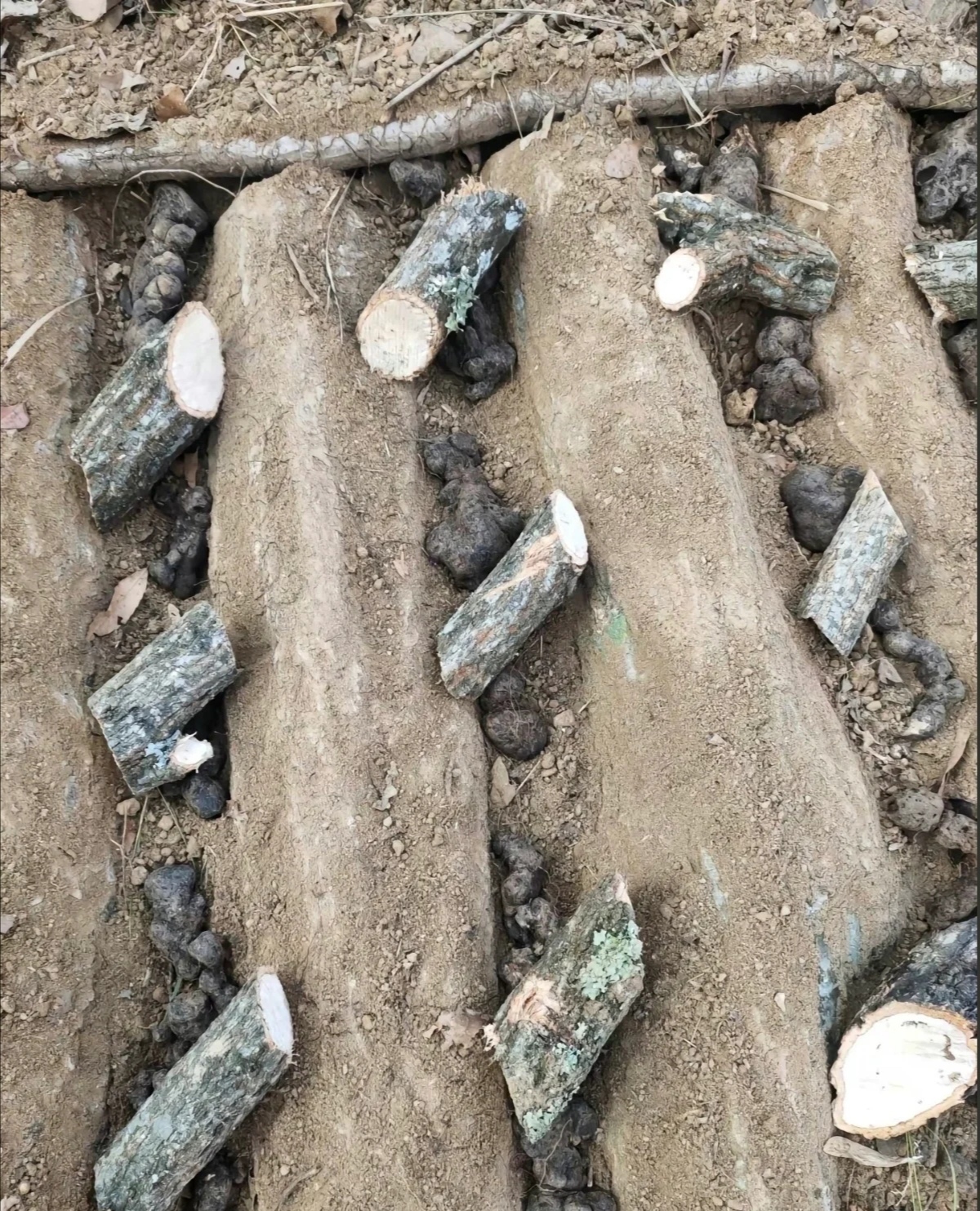 猪苓栽培新技术