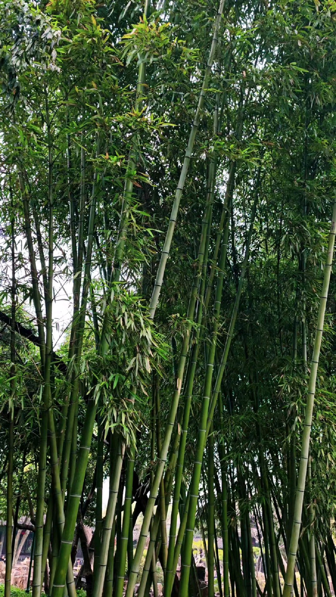 翠竹 坚韧而又挺拔