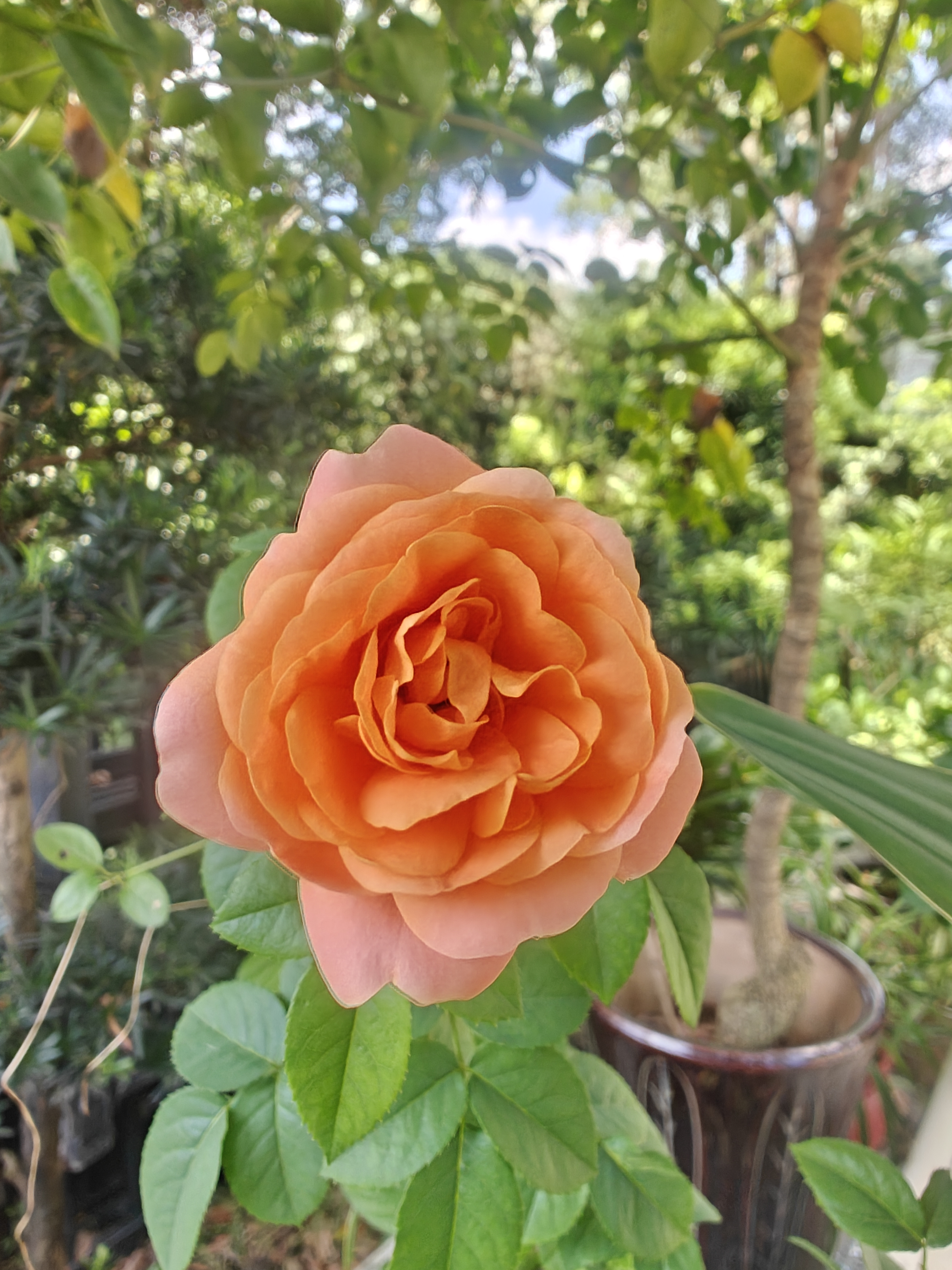 品种玫瑰花 学名是rosa rugosa  玫瑰花通常有