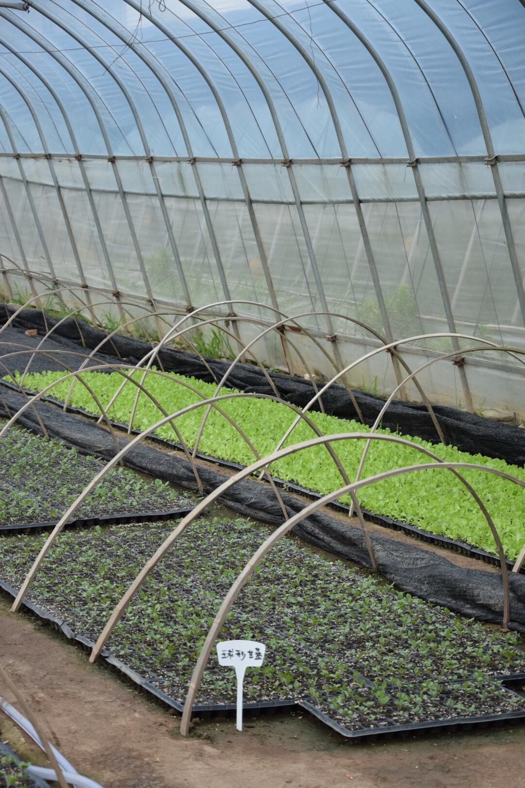 苗期图片油菜育种青钱柳播种育苗囤苗 蔬菜室外钢结构种植药草图片