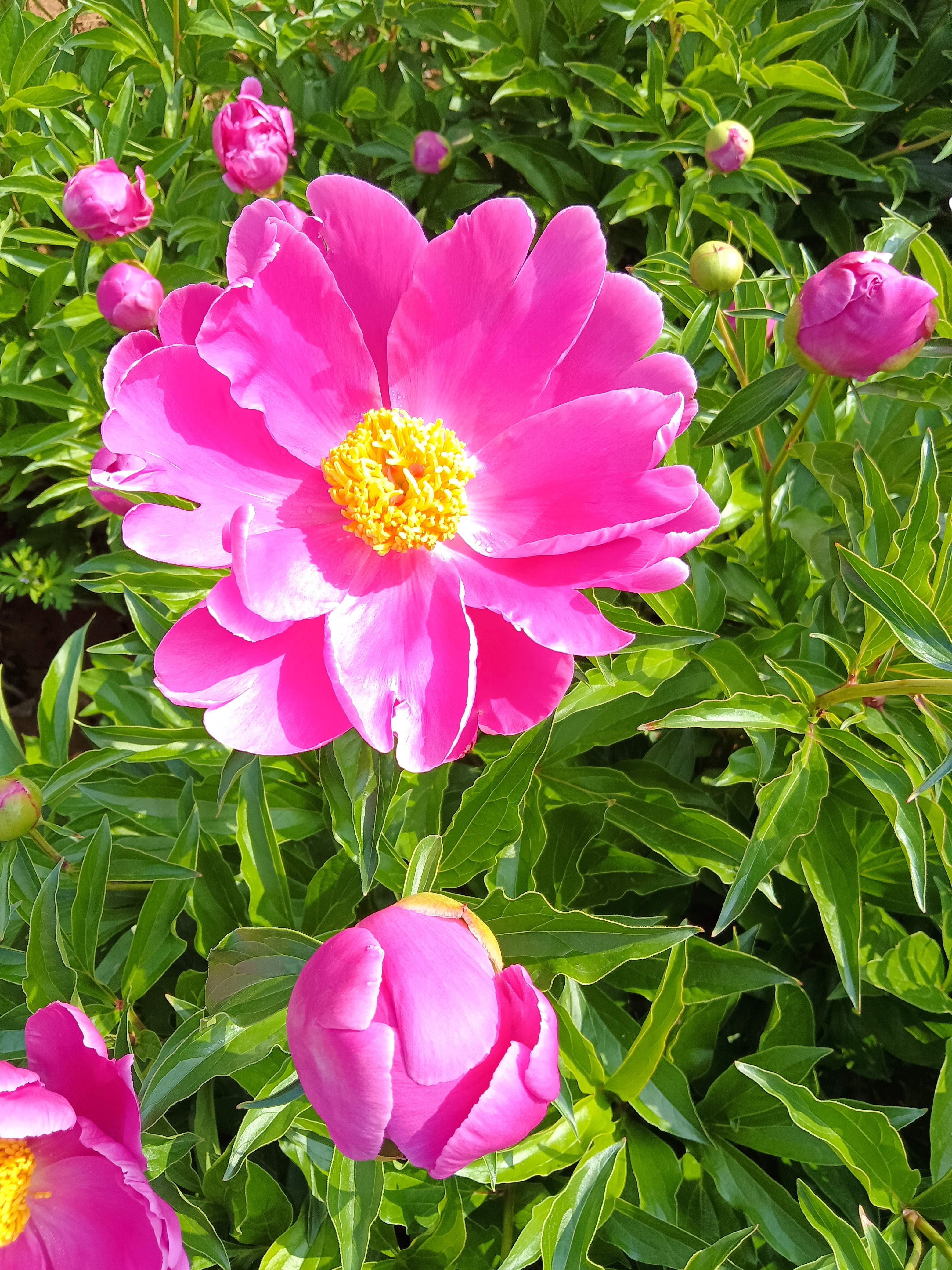 芍药竖屏