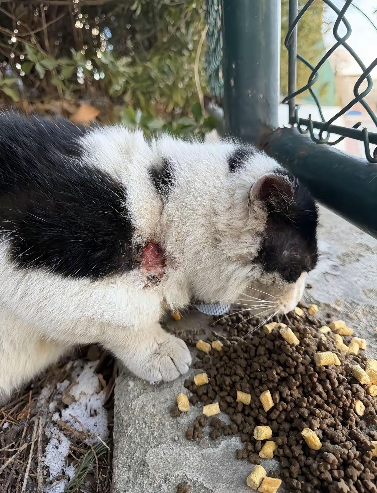有没有人能救助猫咪啊 它好像是被人虐待了 脖子一圈有勒痕
