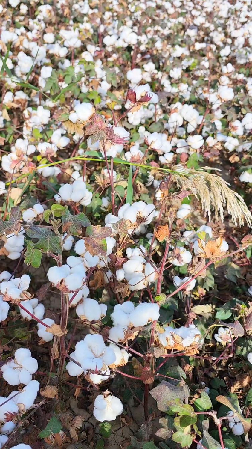 优质棉花新疆长绒棉生长的地方