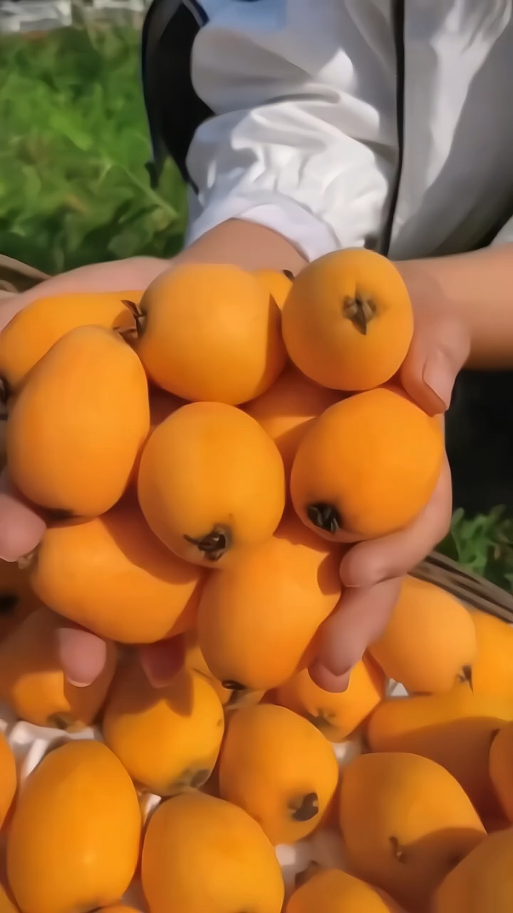 枇杷新鲜水果枇杷果当季现摘高山香甜润肺琵琶批把