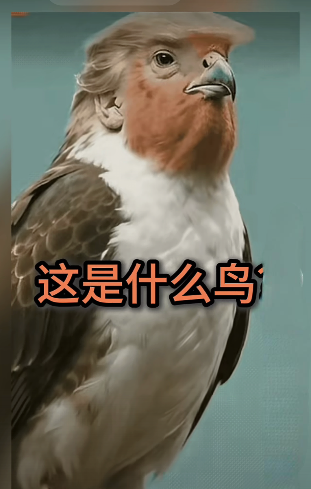 鸟为什么叫