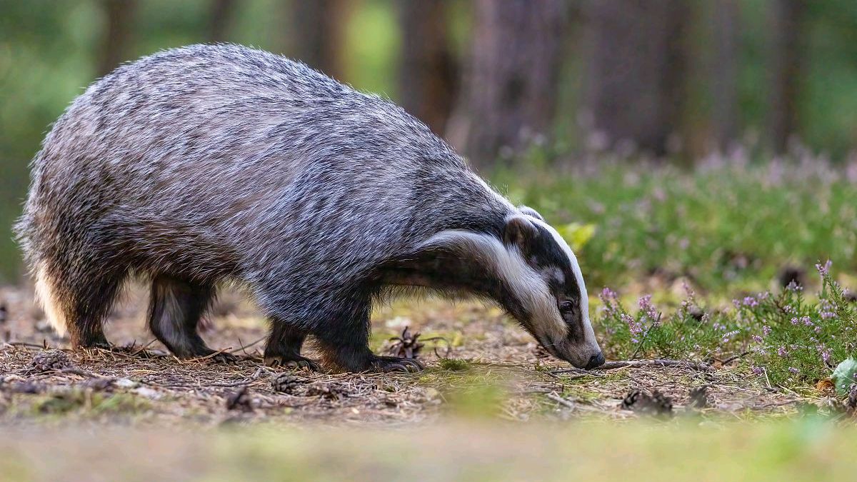 獾子多栖息于森林中,挖洞群居,11月入洞冬眠,3月出仓,捕捉期最宜于