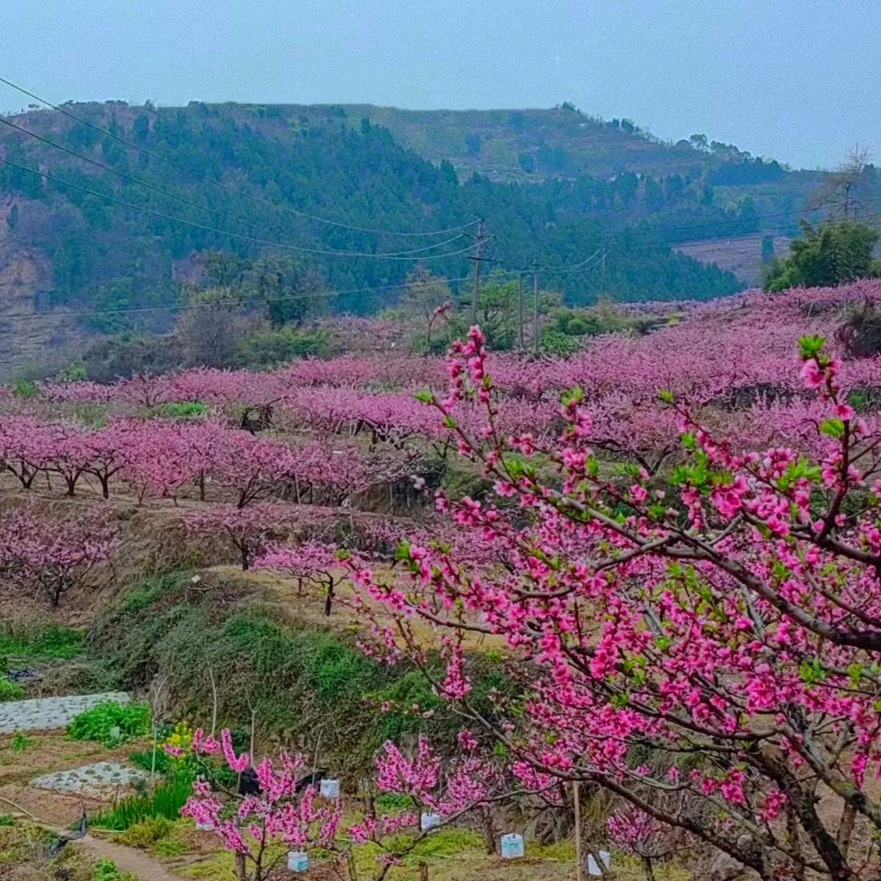 十万人家烟雨里, 桃花灼灼一川红