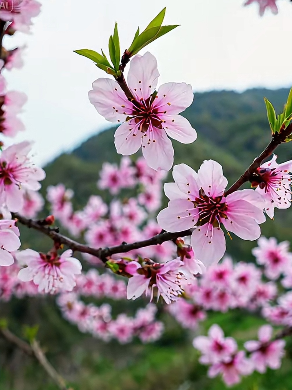闲与清风分呷酒, 醉眠石径枕桃花