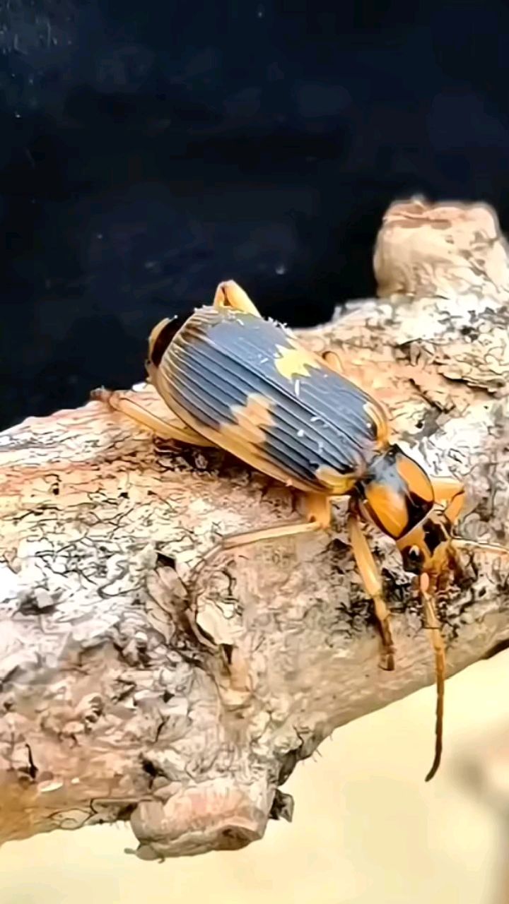 火蚁与投弹手甲虫的较量,毒液背后的生存奥秘