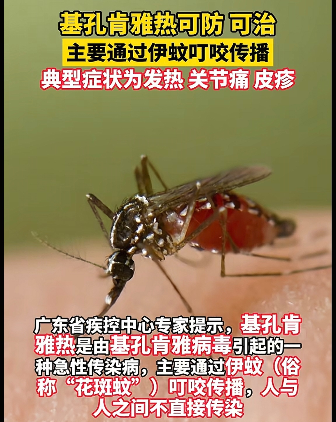 蚊虫引发的传染病有几种(蚊虫引发的传染病有几种图片)