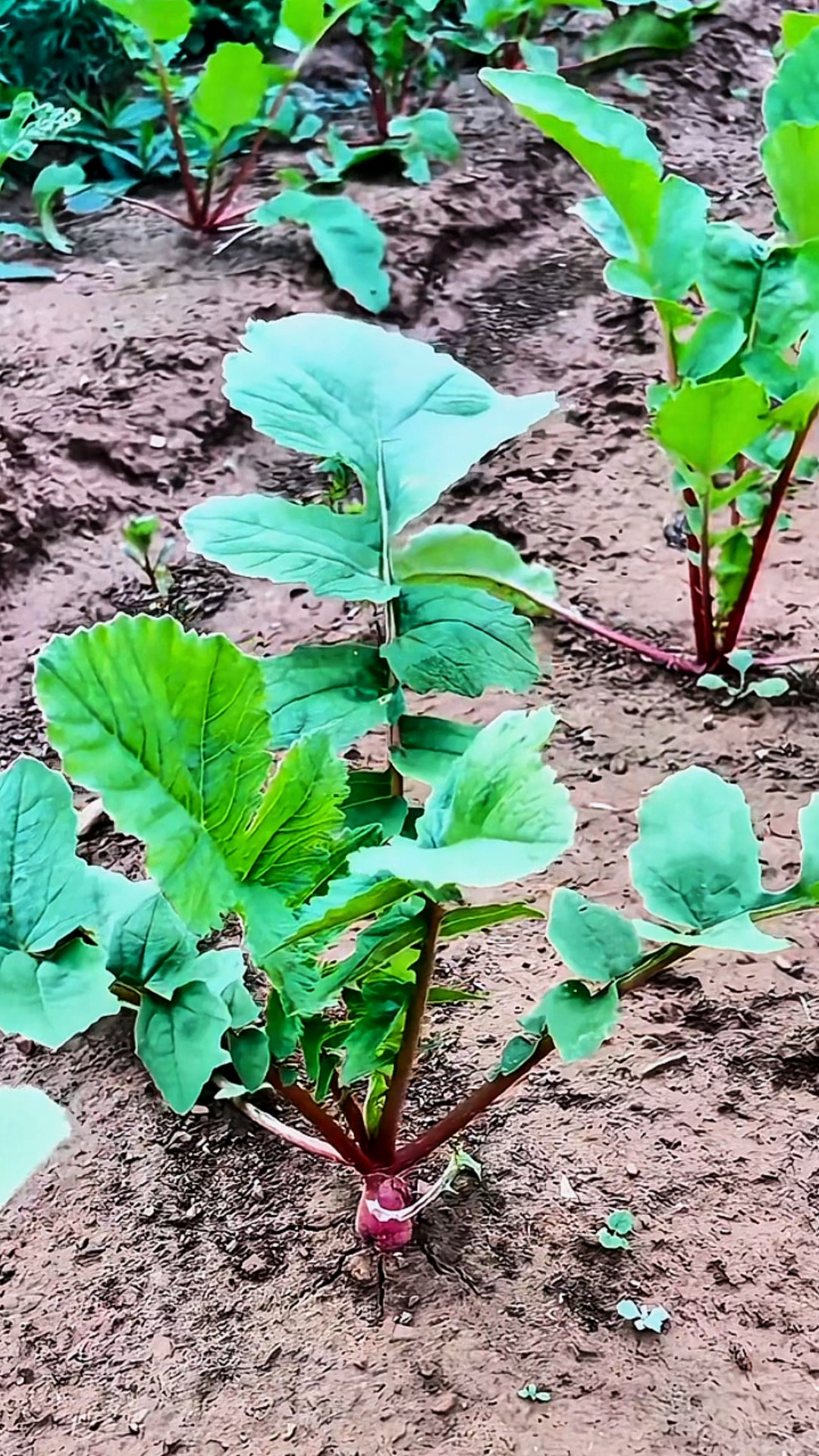 红萝卜从小苗到长大的过程!