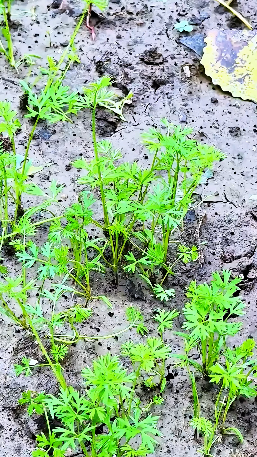 胡萝卜苗移栽啦!