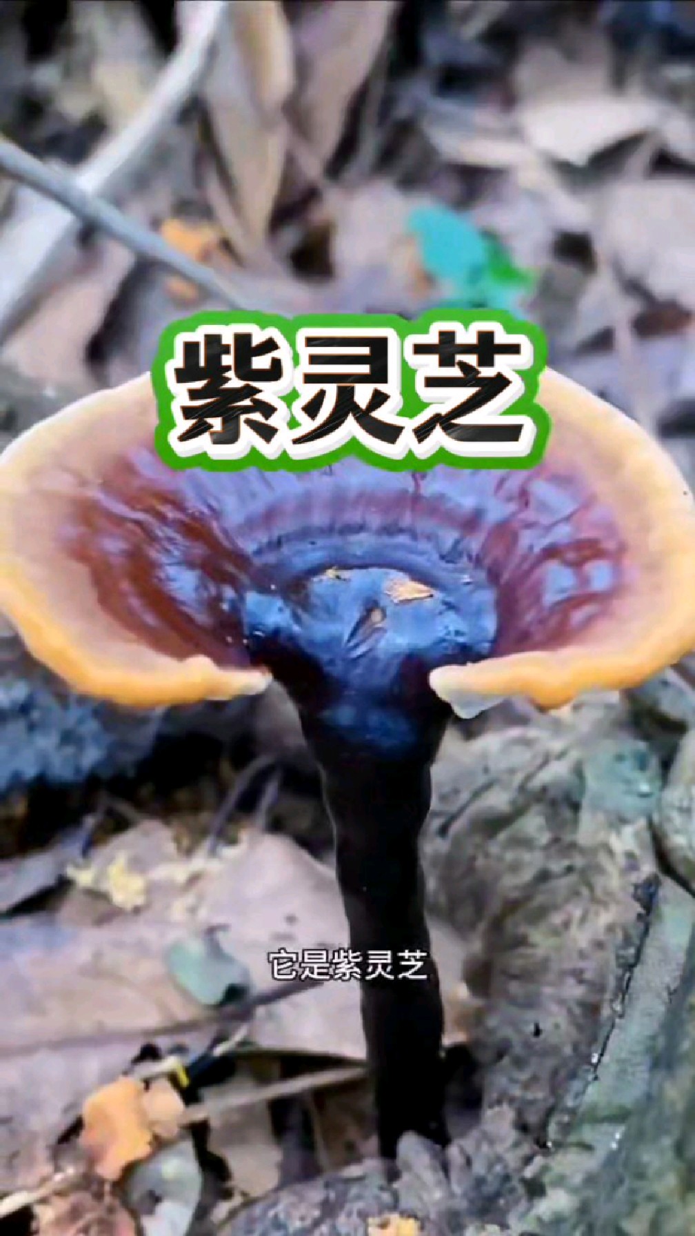 九叶灵芝，九叶灵芝草速刷方法详解