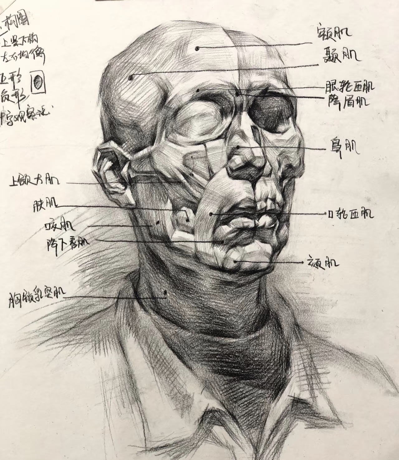 素描头像骨骼和肌肉结构的讲解
