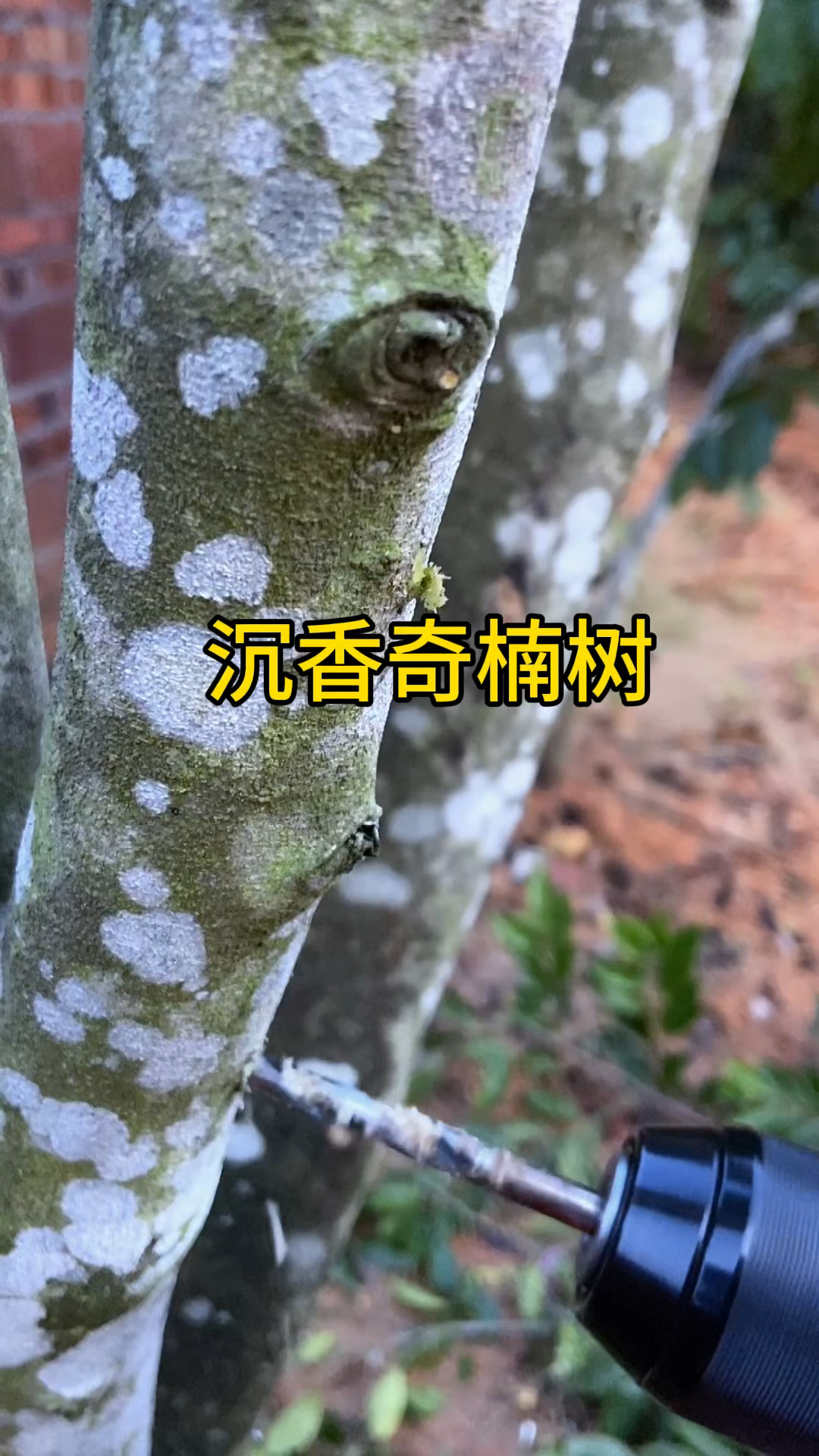 满山遍野奇楠沉香树