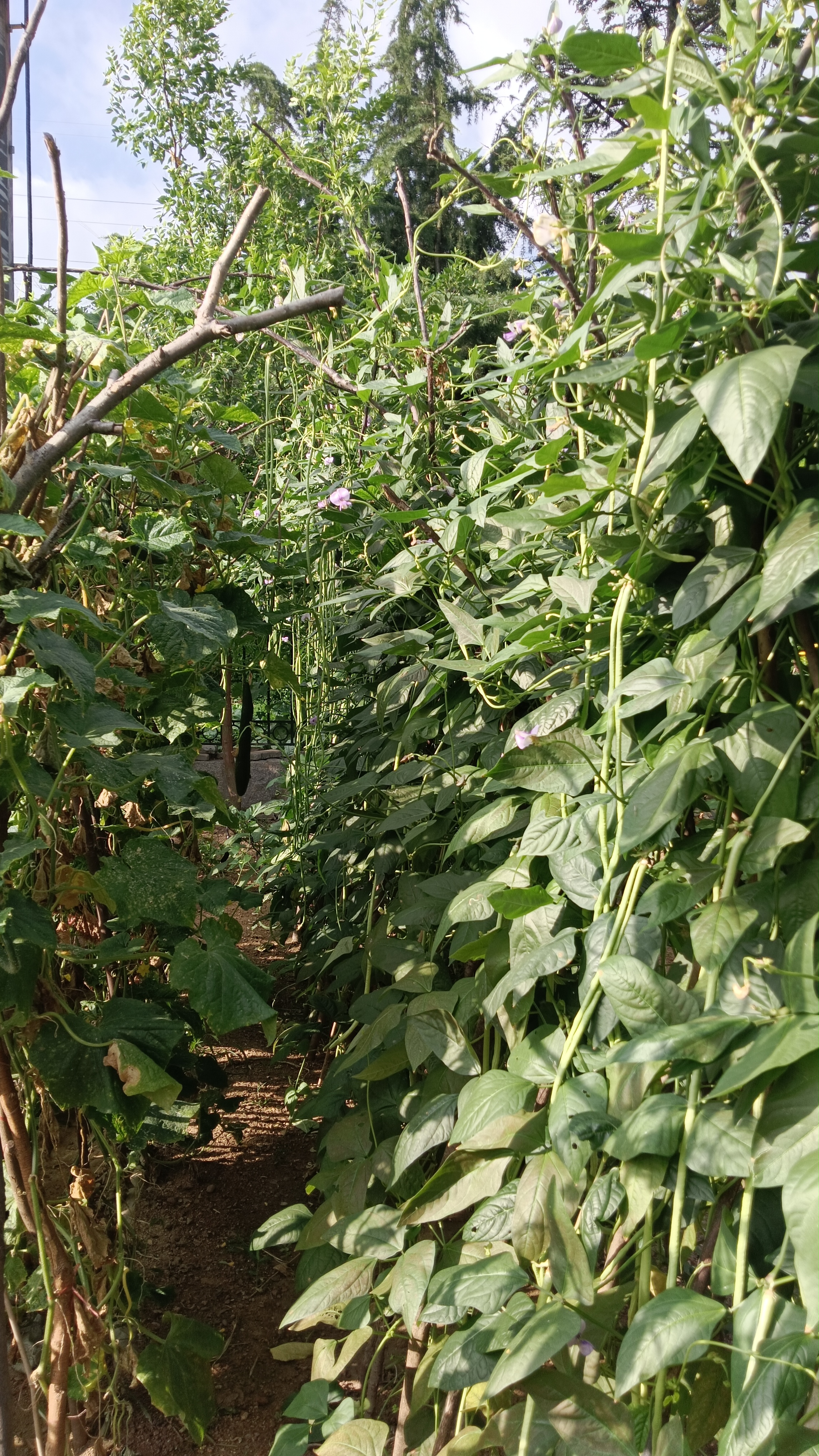 我家小菜园,豆角正飘香