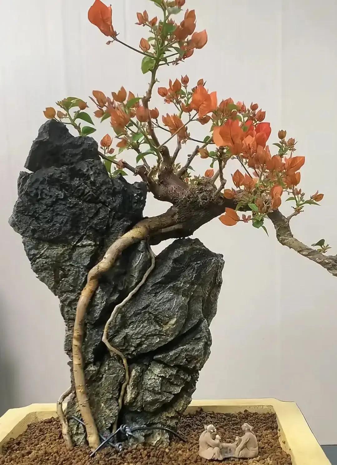 瞧瞧这盆同安红三角梅附石盆景,十年心血磨一剑,说的就是它!