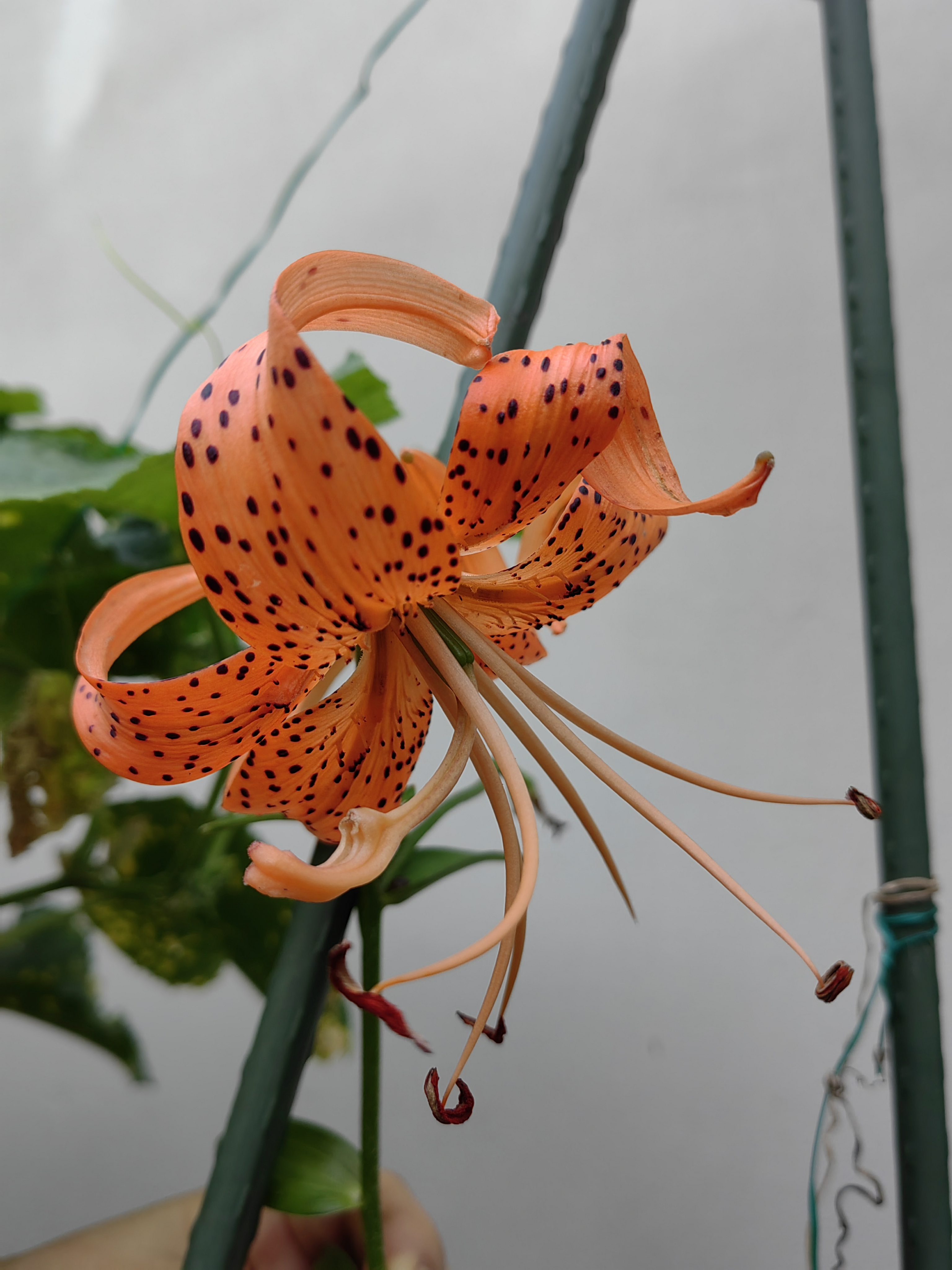 菜园里被遗忘的食用百合开出了独特漂亮的花儿