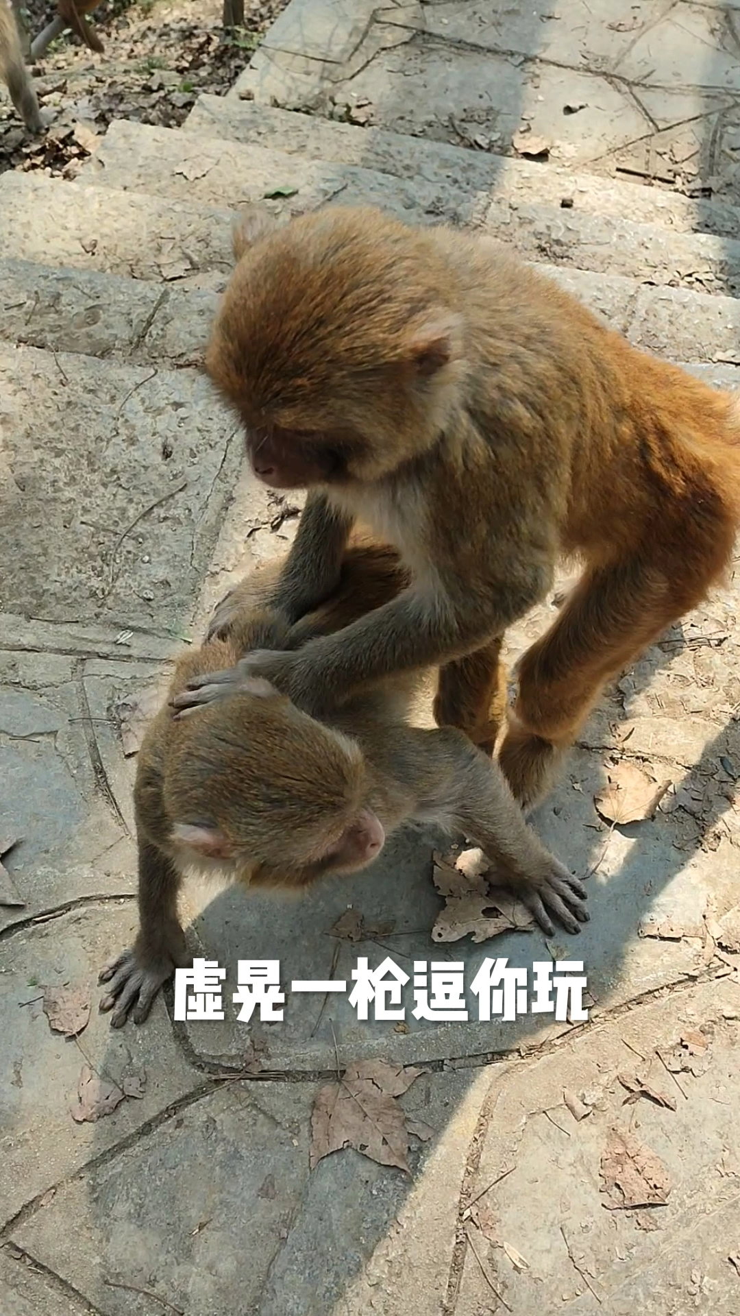 虚晃一枪逗你玩