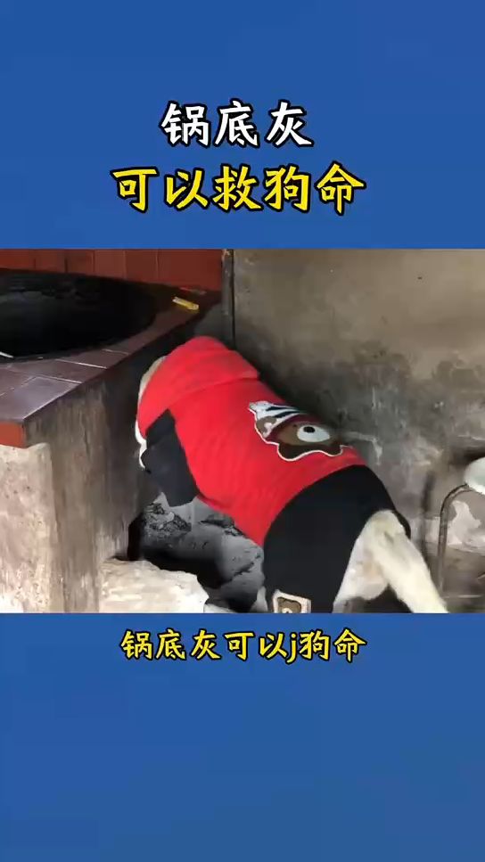 锅底灰对狗狗居然有这么多好处它的学名叫百草霜,中药名叫付其沫