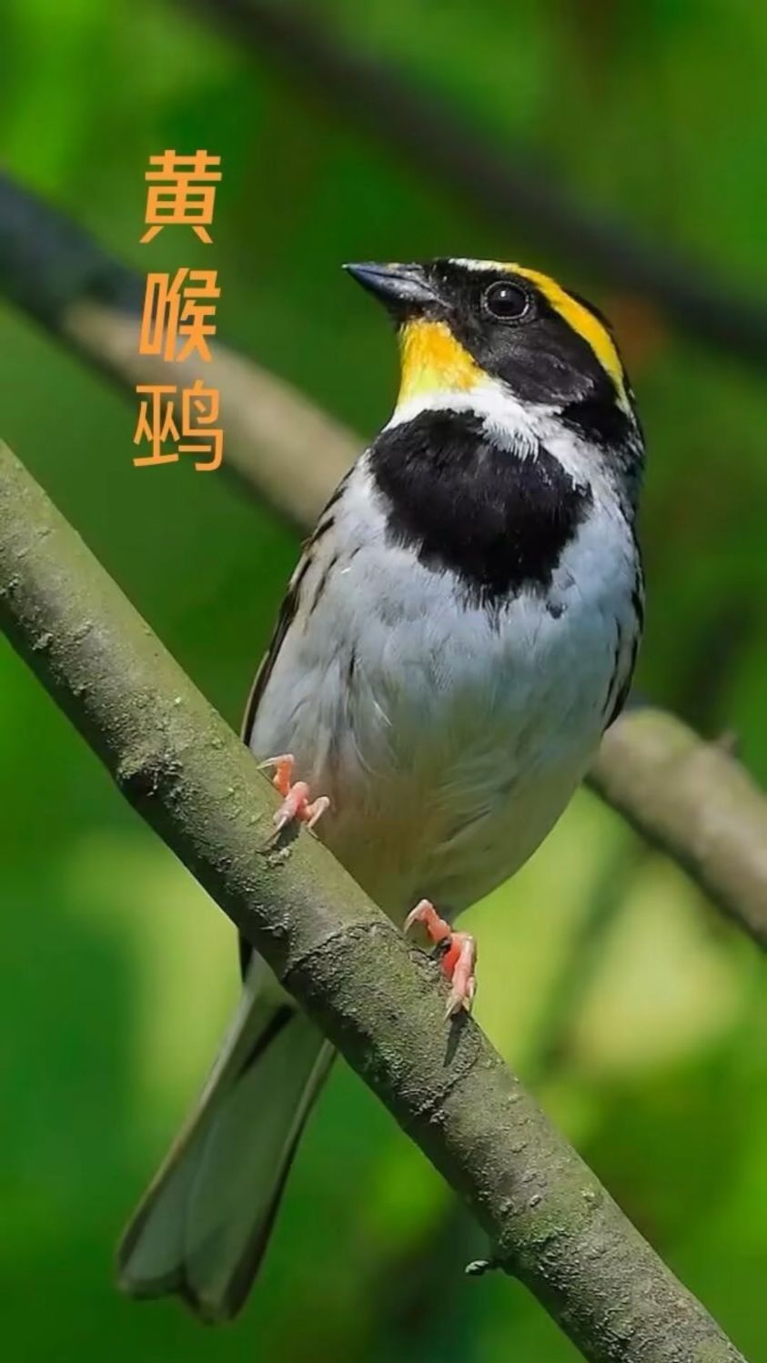 春暖鸟又名虎头凤,学名黄喉鹀,头戴凤冠的小可爱