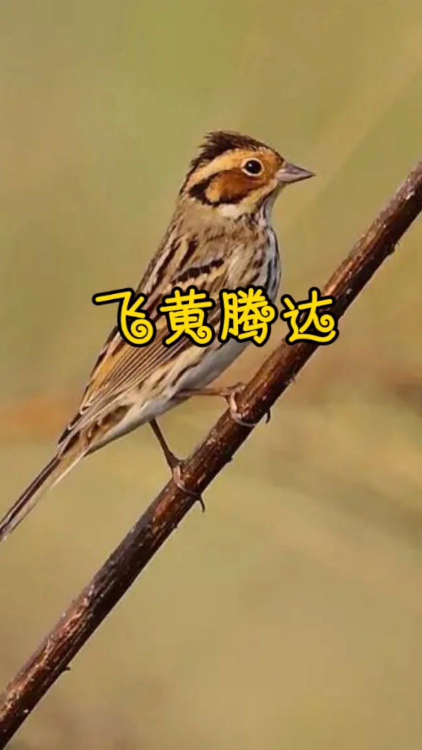 黄腾鸟也叫黄豆鸟,寓意飞黄腾达