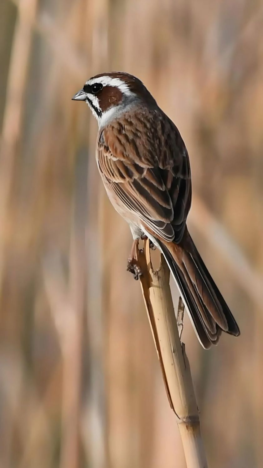 小麻雀出窝了,飞车里来了