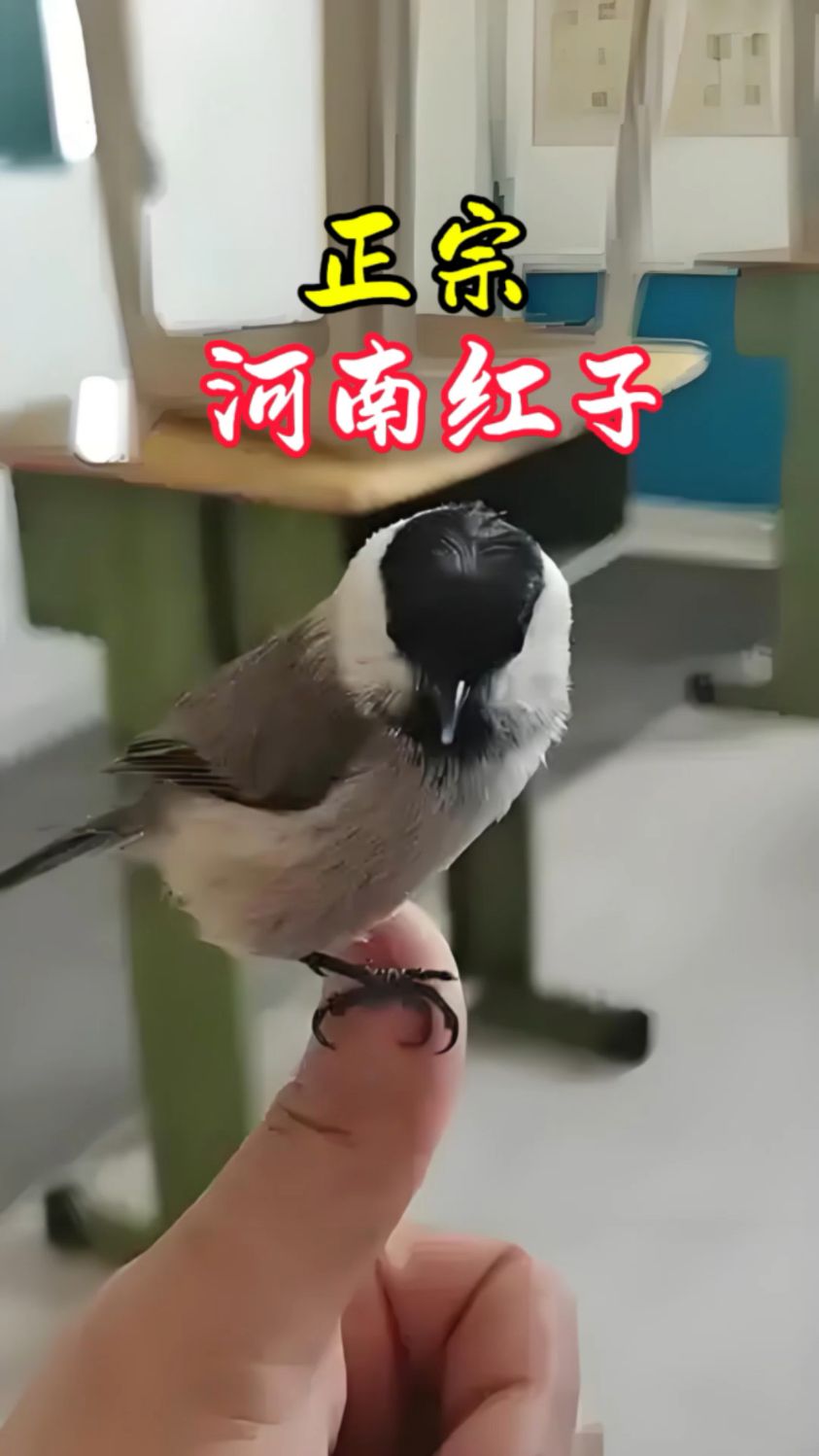 河南红子,铁岭贝子,选鸟必须看产地,河南红子叫声清脆水音儿重