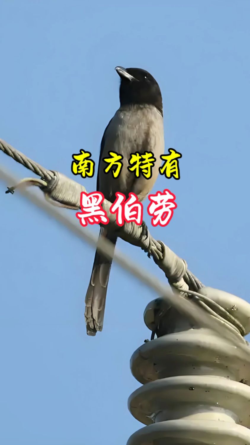 黑卷尾又名鱼尾雀,赤倍叉,铁翅,有的地方也叫黑伯劳,擅长飞翔