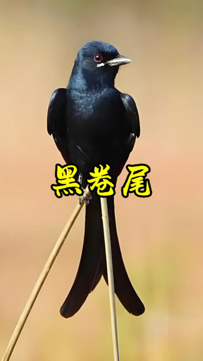 黑卷尾又名鱼尾雀,铁翅,翅背叉,擅长飞翔,好打斗