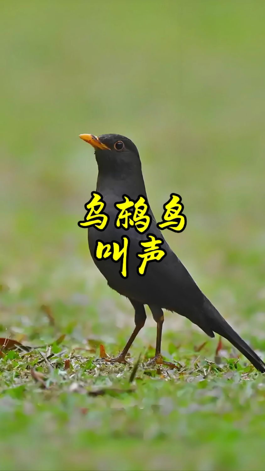 乌鸫鸟叫声婉转,叫口多,不愧是鸟界歌唱家
