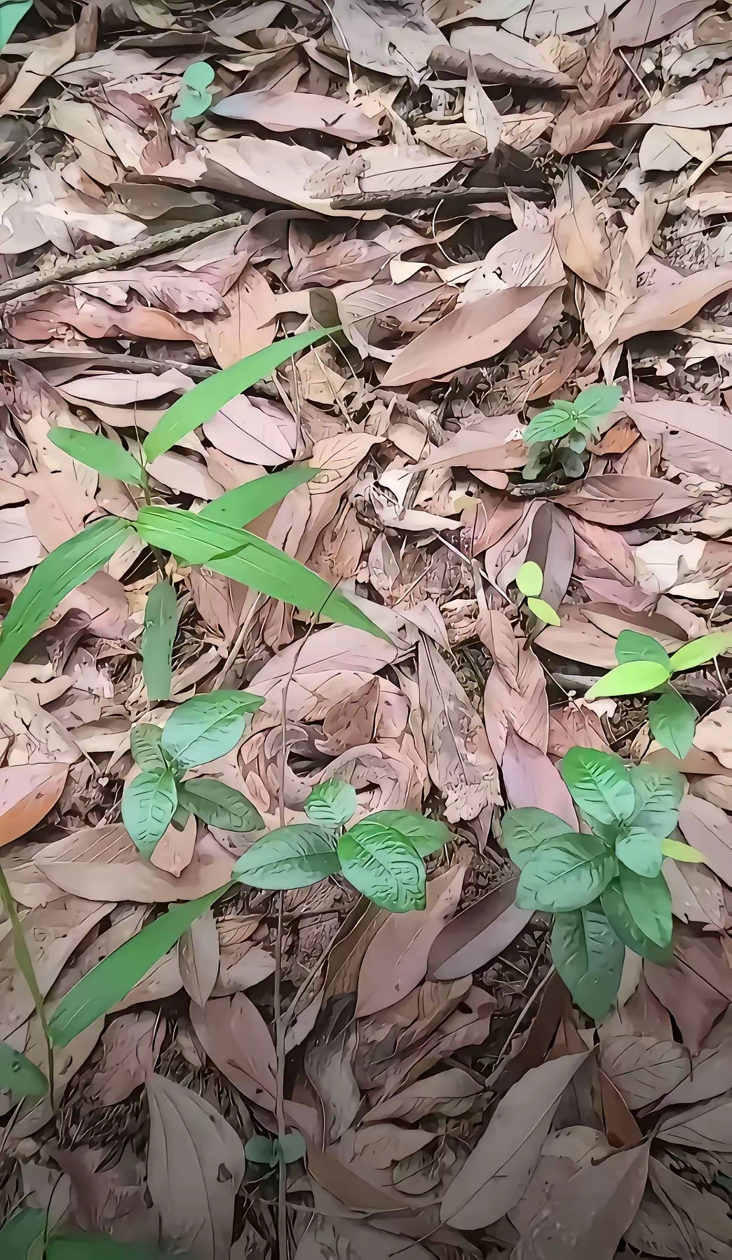 这蛇的颜色和周围树叶的颜色基本上融为一体了,这要是哪个人不小心