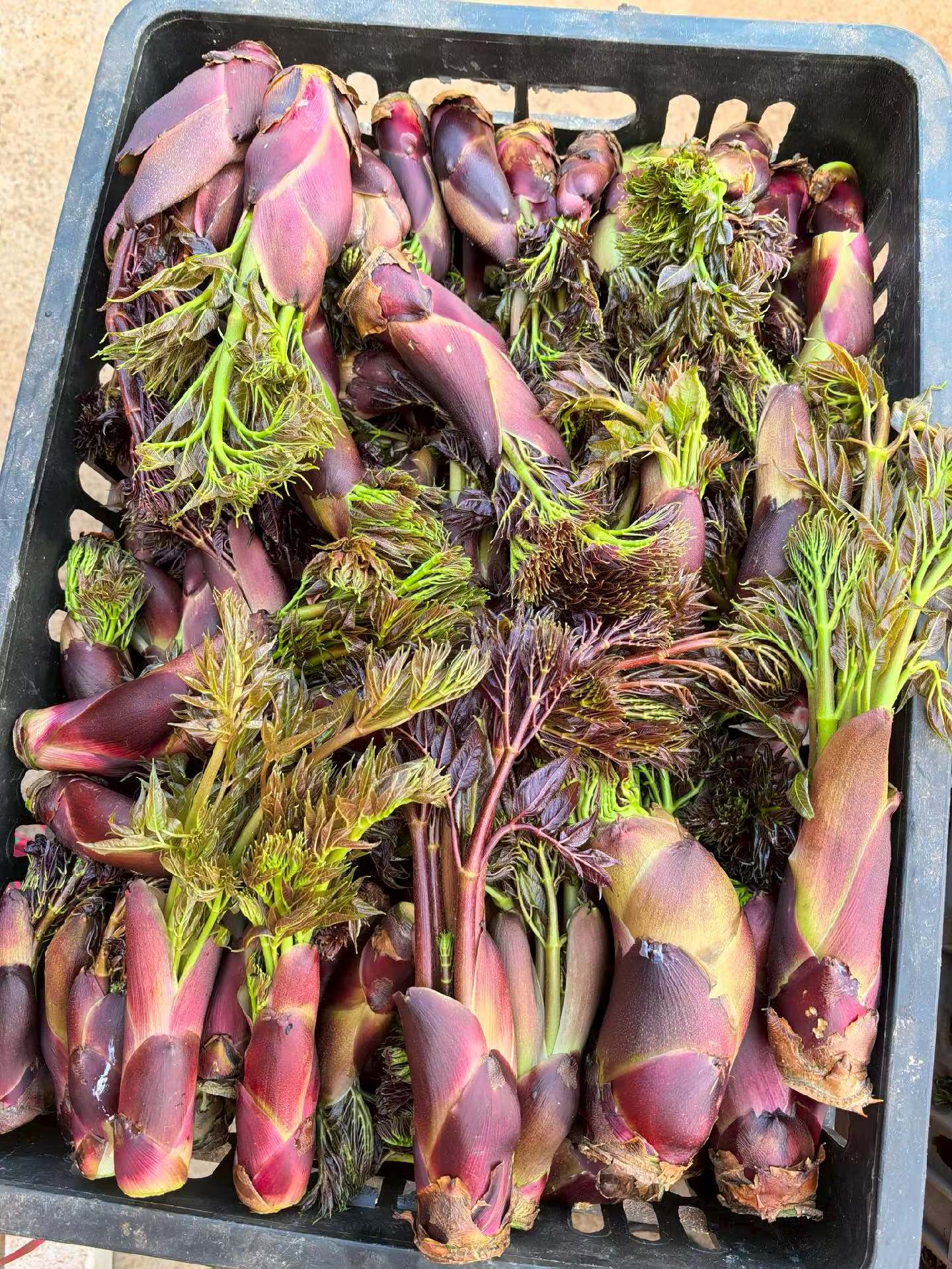 刺顶野菜