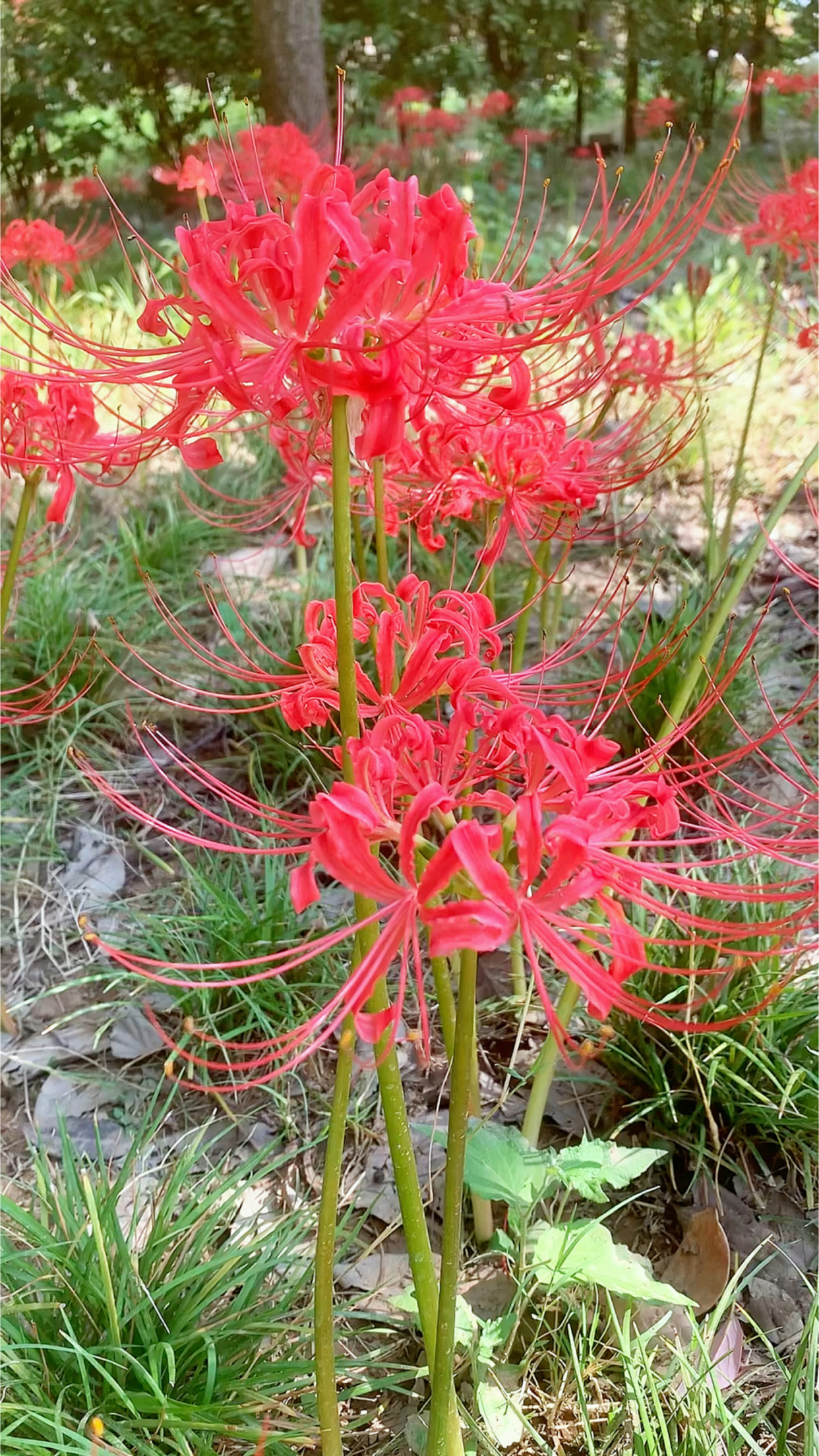 开,花开彼岸,花叶永不相见