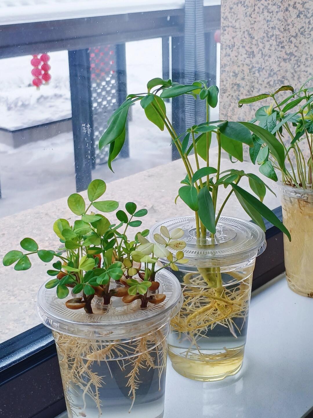种下的水果种子全发芽了