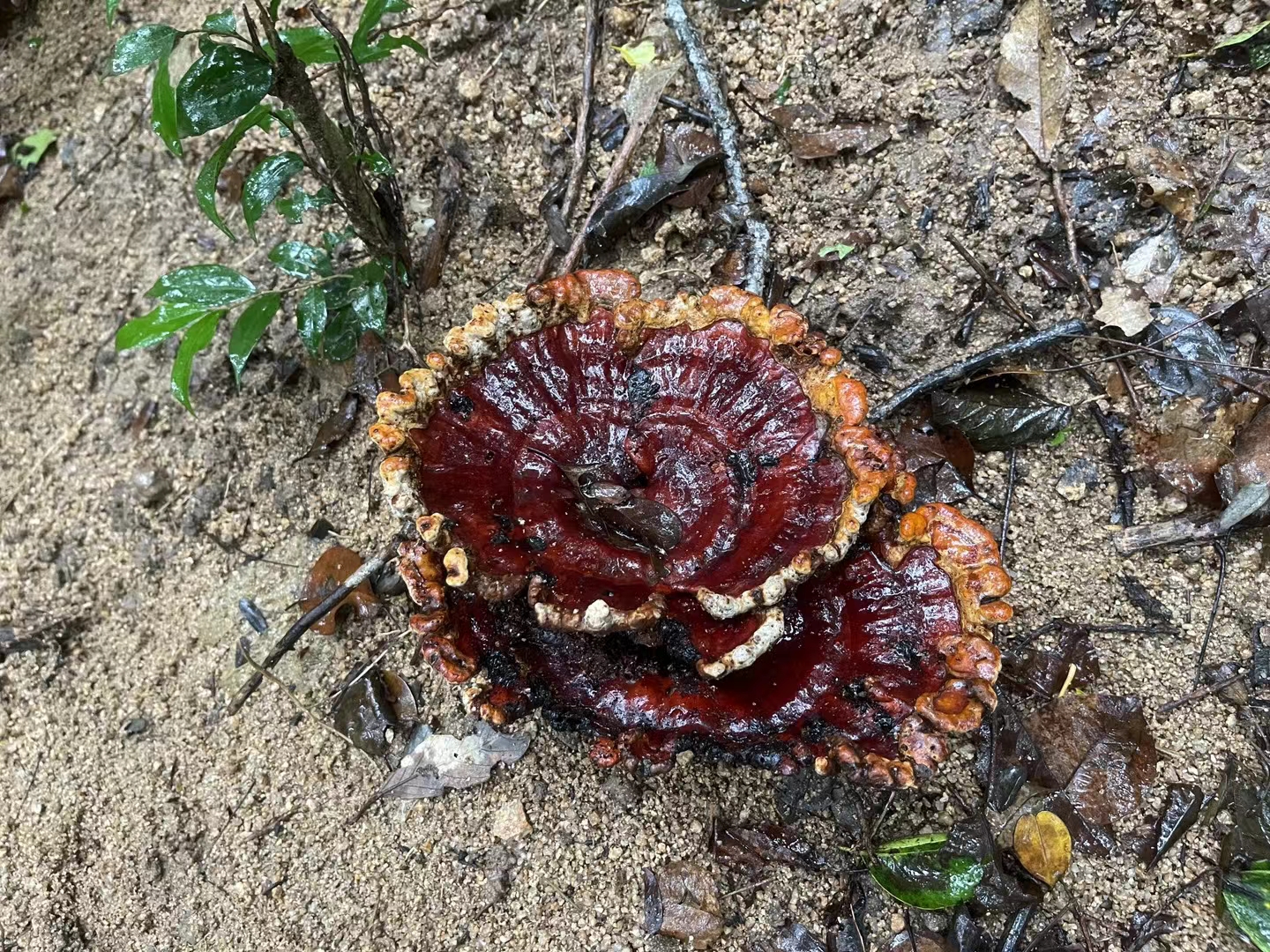 湿热的天气,一路上已分不清是汗水还是雨水