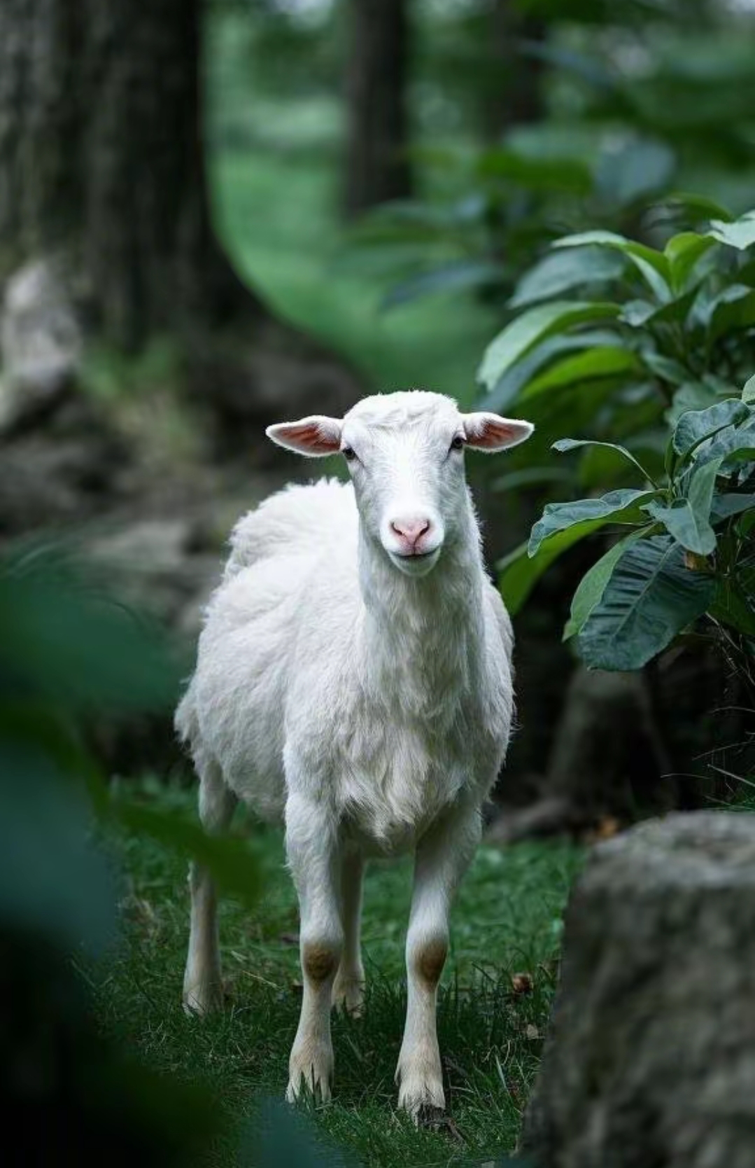 生肖羊八字运势查询(生肖羊运势2021年运势大全)