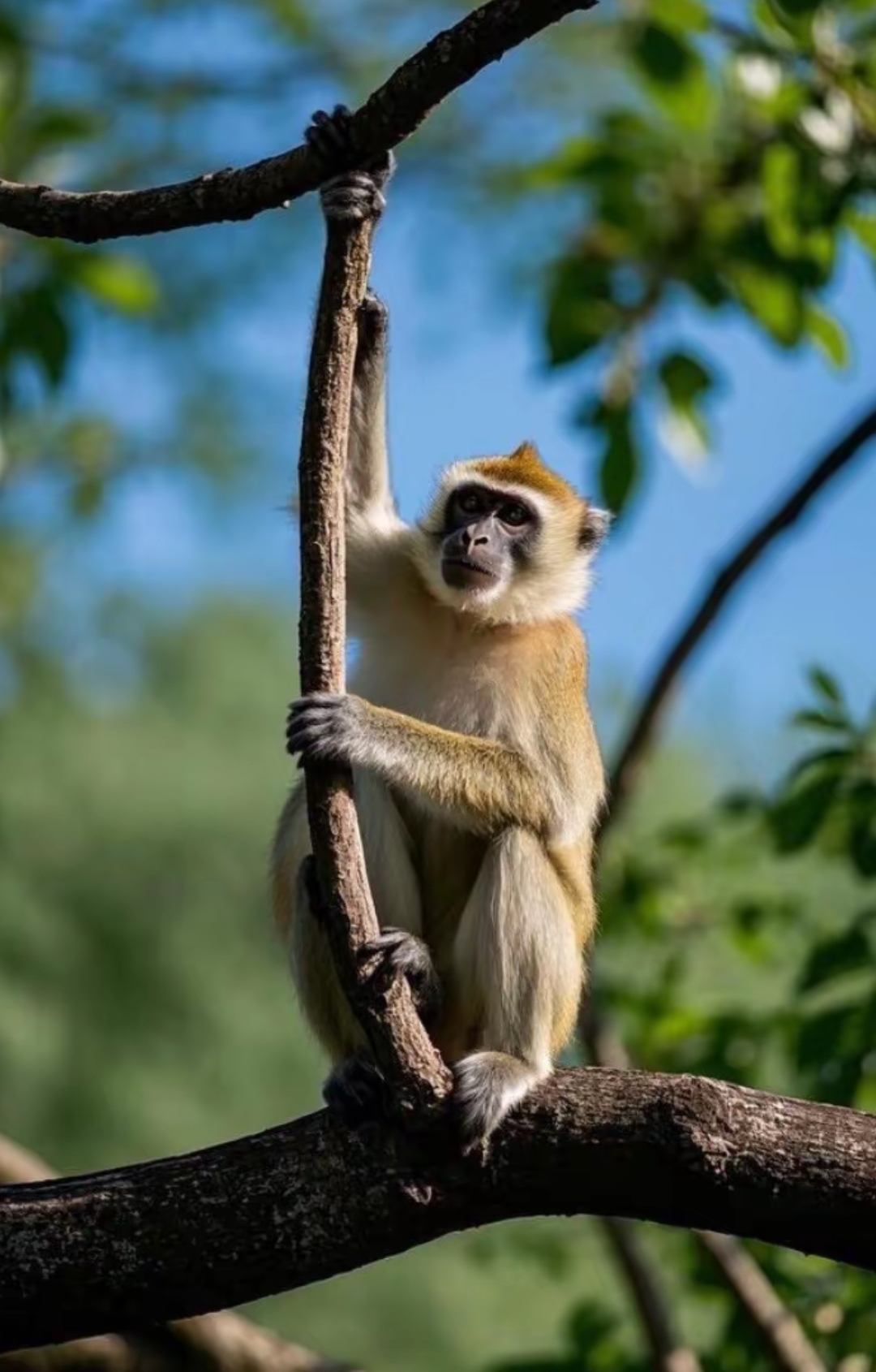双子座生肖猴运势男士(属猴双子座男生)