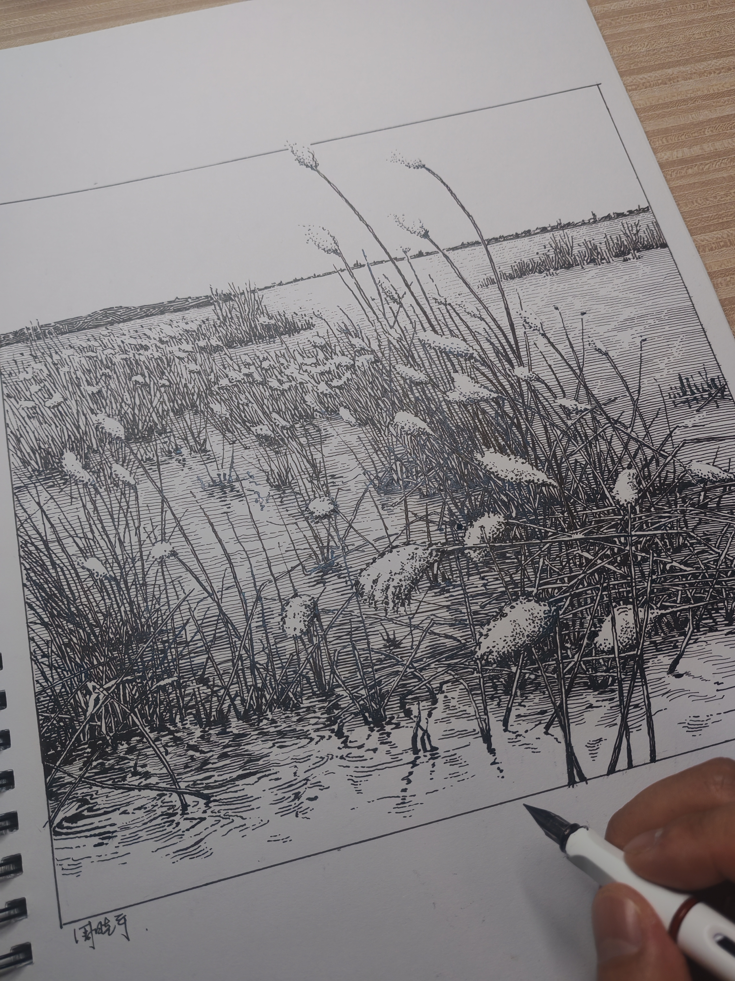 海边芦苇钢笔画